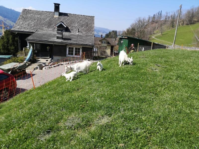 Renovationsbedürftiges 4-Zi.-Toggenburgerhaus mit Mehrzweckraum und zwei separaten Wieslandparzellen (3)