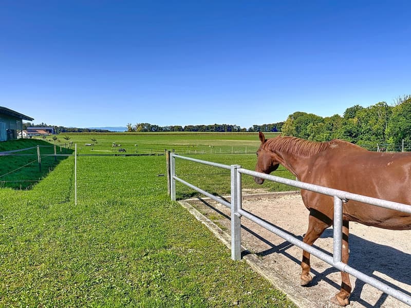 Casa dell'architetto, centro equestre su 4350m² di terreno con mazot (9)
