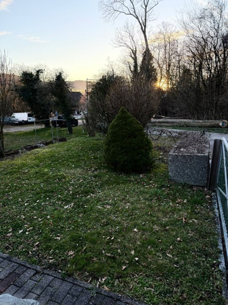 Green lawn, plants, trees, concrete structure, path, clear sky, setting sun