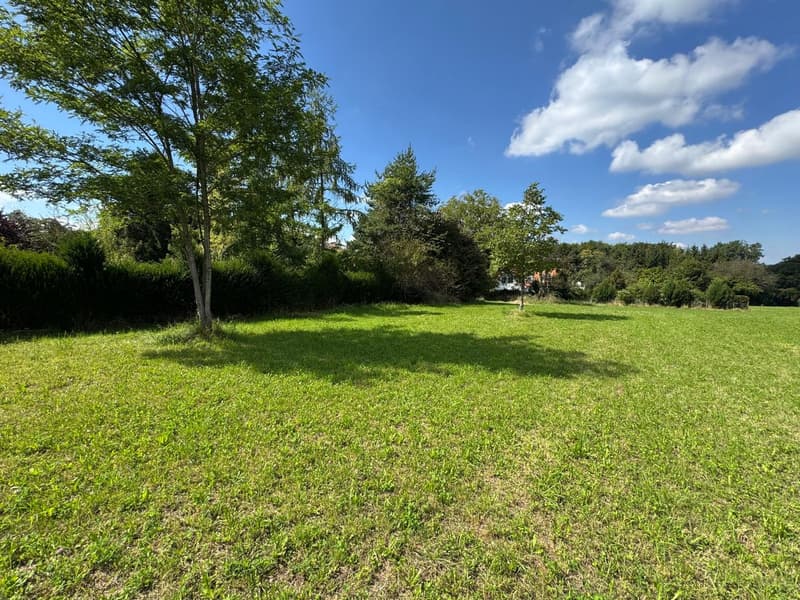 open lawn, large grassy area, several trees, bushes, clear blue sky