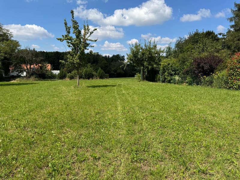 Wide open grass field, trees and bushes around the edges