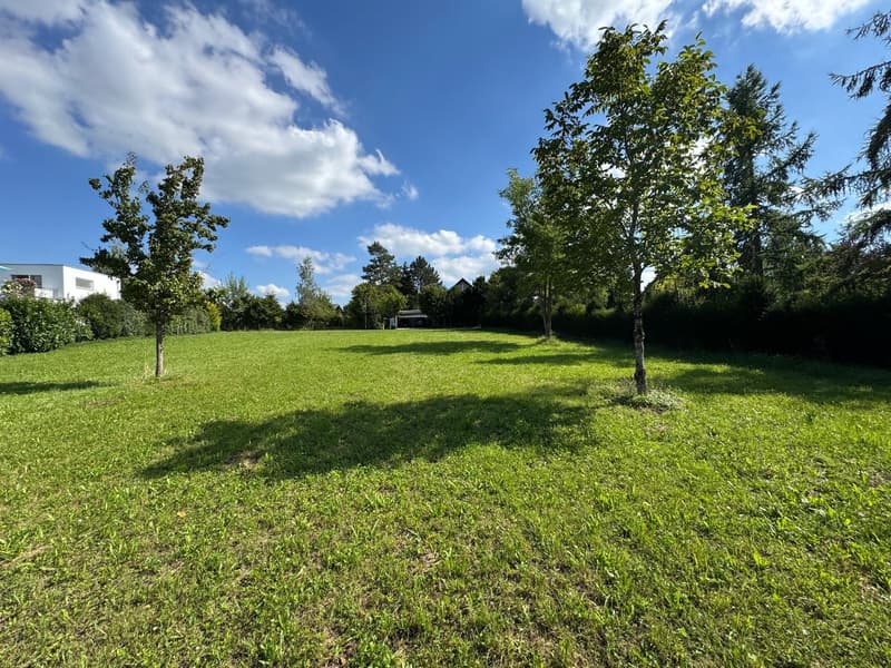 large grassy area, trees in the middle, building in the background