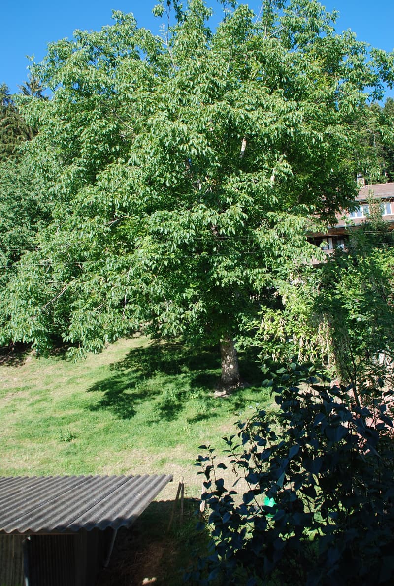 Residential house with commercial annex (13)