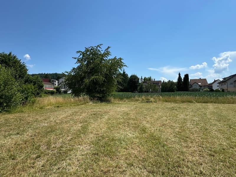 Wide open field with dry grass, a lone tree in the middle, green and blue sky, several houses in the distance