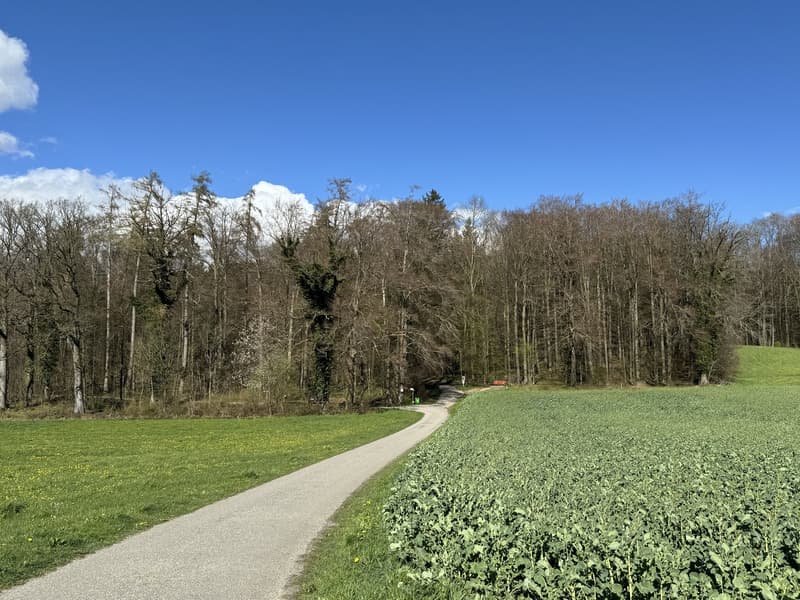 Freistehendes 5.5 Zi. EFH mit Weit- + etwas Seesicht, im Steuerparadies Meisterschwanden (23)