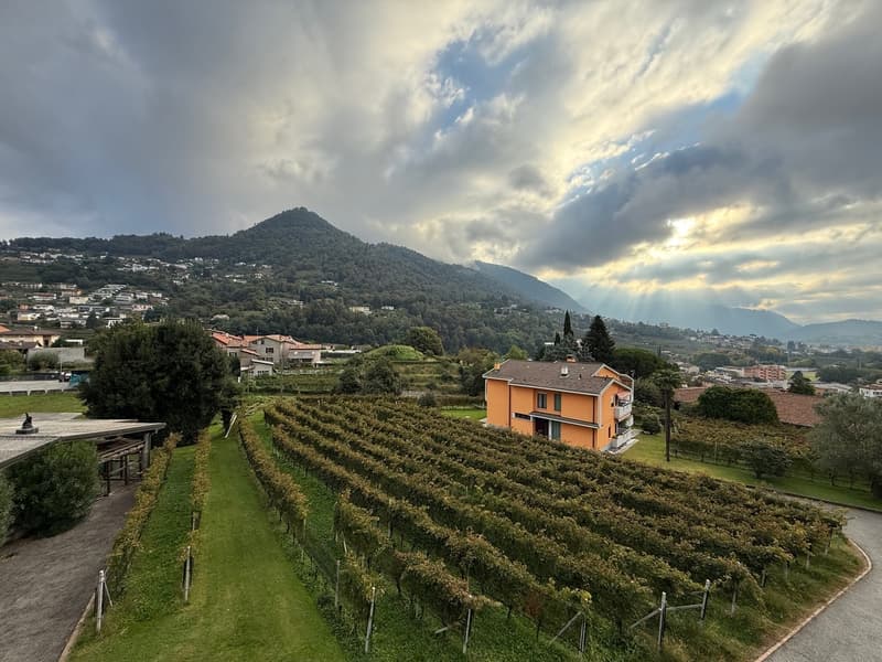 Beautiful 4.5-room apartment in a very convenient, quiet location with a view of the vineyards (5)