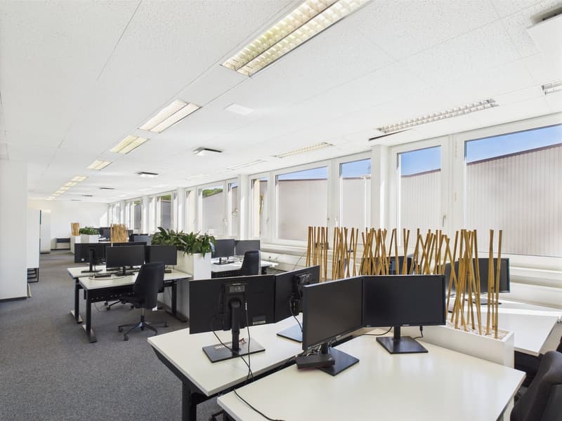 Open office space with rows of desks, computers, and monitors. Large windows provide natural light. Decorative bamboo sticks are placed around the room.