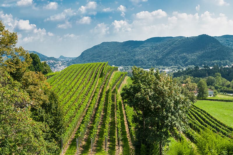 Vineyard, hills, mountains, trees