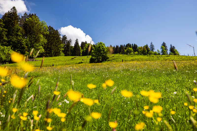 Terreno sospeso tra lago e montagne, con permesso di costruire (8)