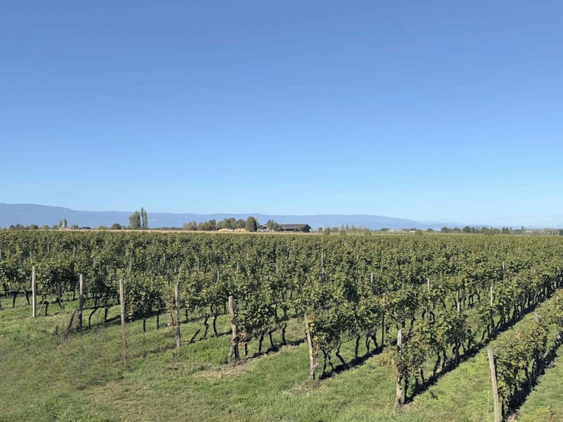 En exclusivité : Villa entre vignes et campagne (3)