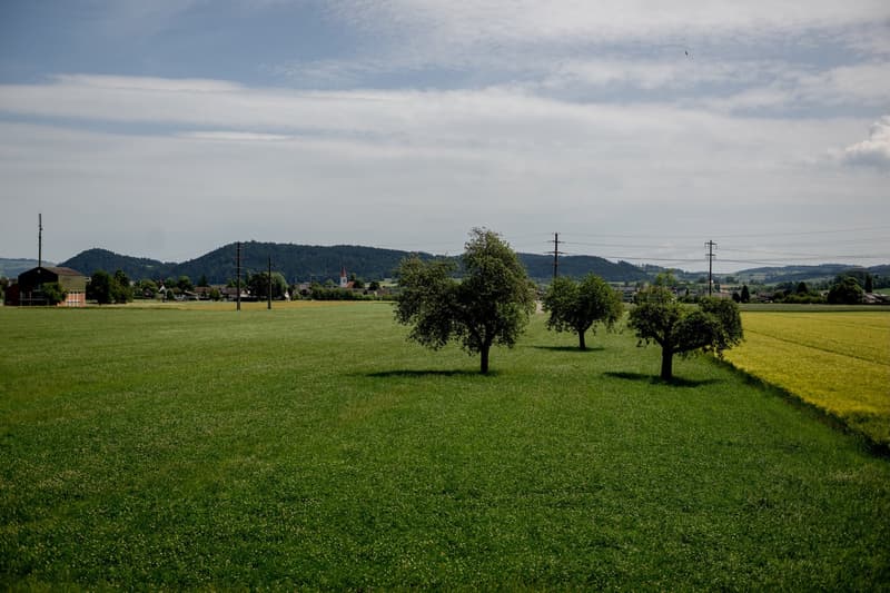 Blick Richtung Osten, Gemeinde Ettiswil