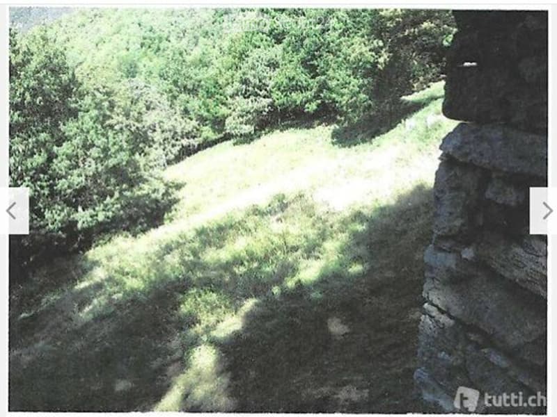 Rustico (stalla) da riattare con prato e bosco (6538mq) (5)
