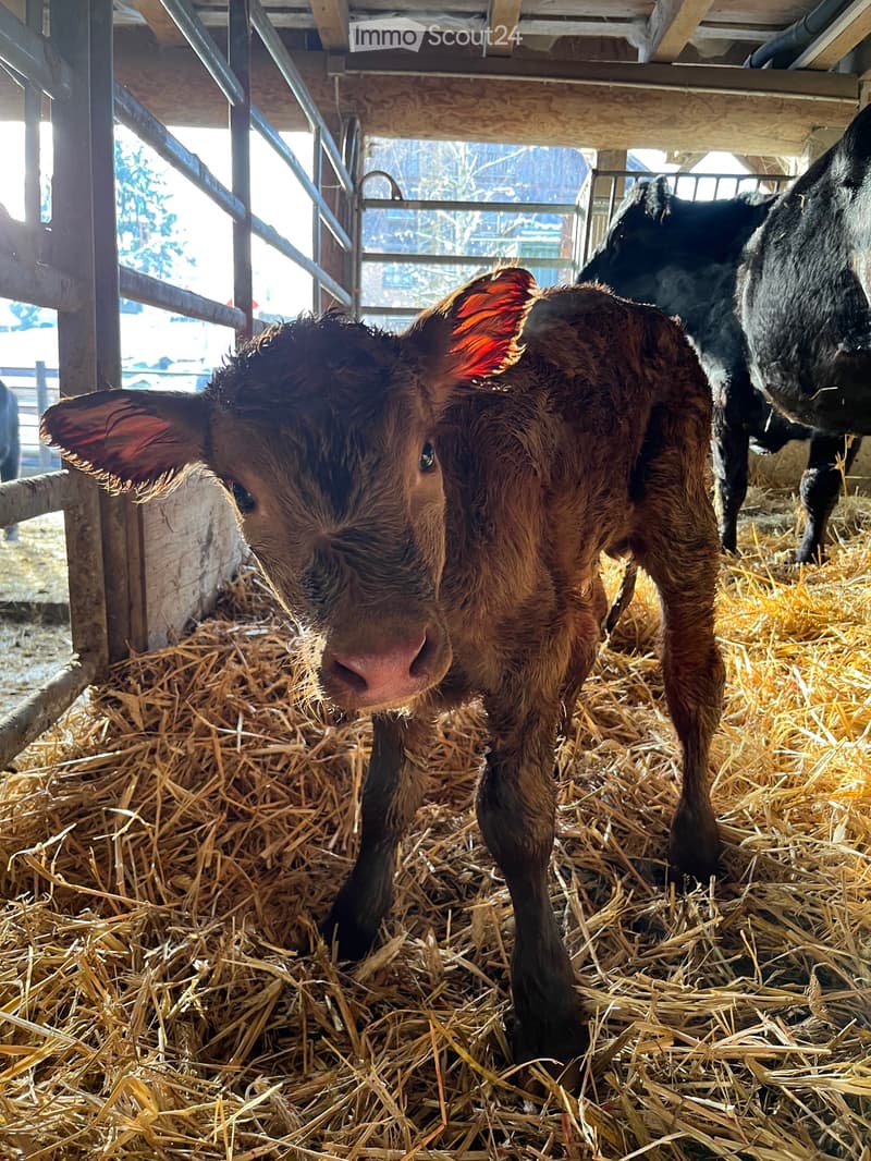 Colocataires recherchés pour ferme biologique près de Zurich (5)