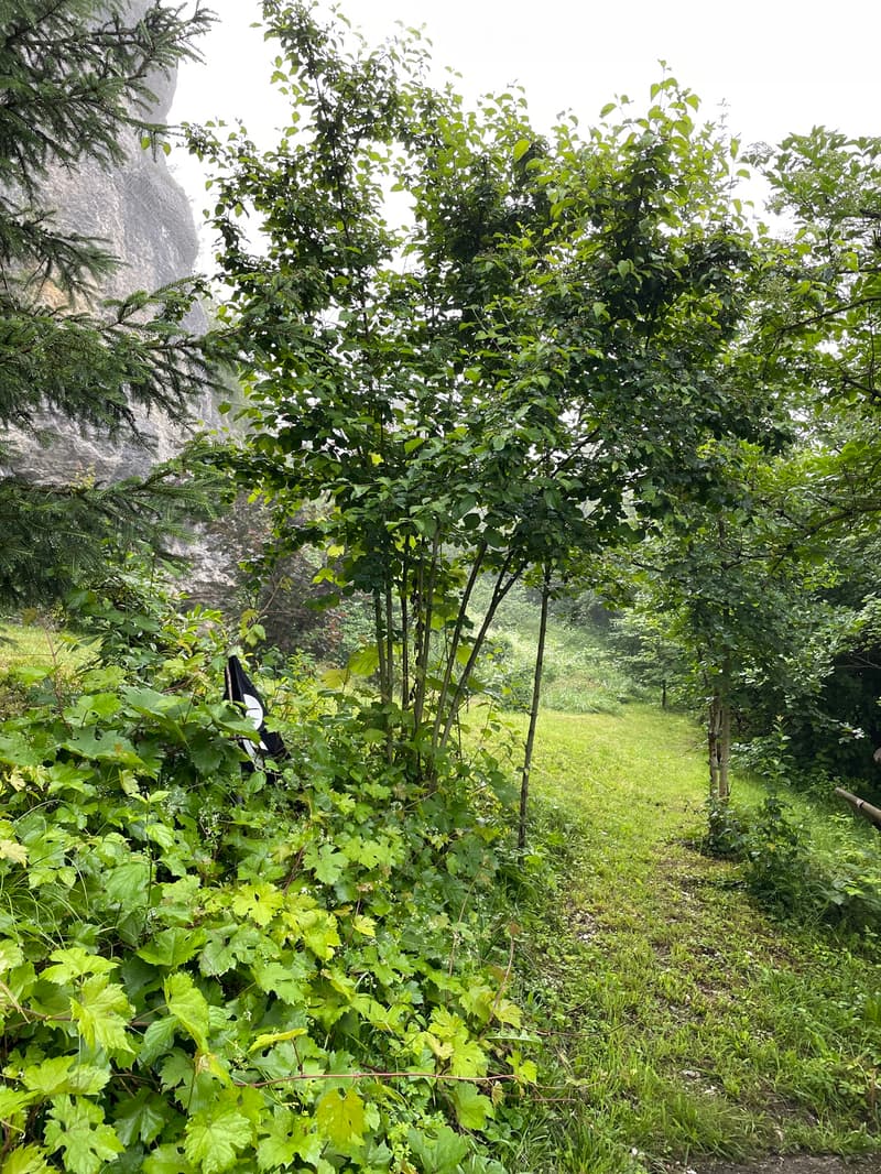 Maison individuelle avec grand jardin, grange et étable (2)