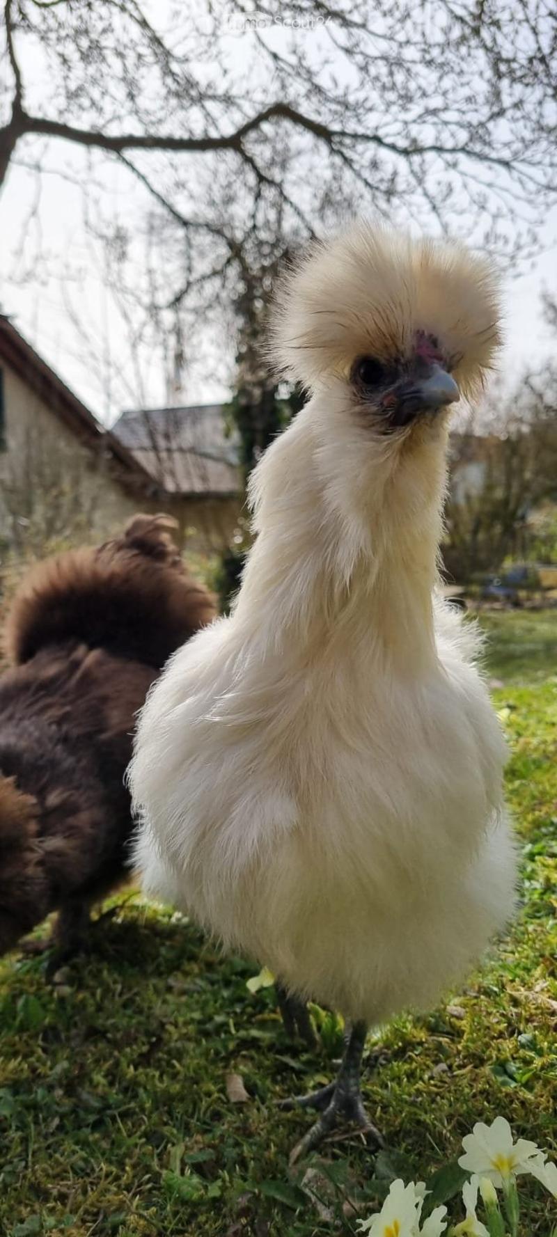 Appartamento mansardato affascinante (in subaffitto) con felicità di pollo (5)