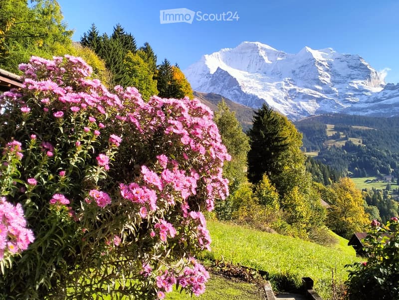1 Camera Appartamento di Vacanza a Wengen - Tutto l'Anno (1)