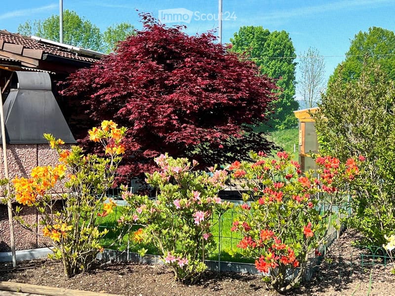 Dreamy family garden in Risch-Rotkreuz (2)