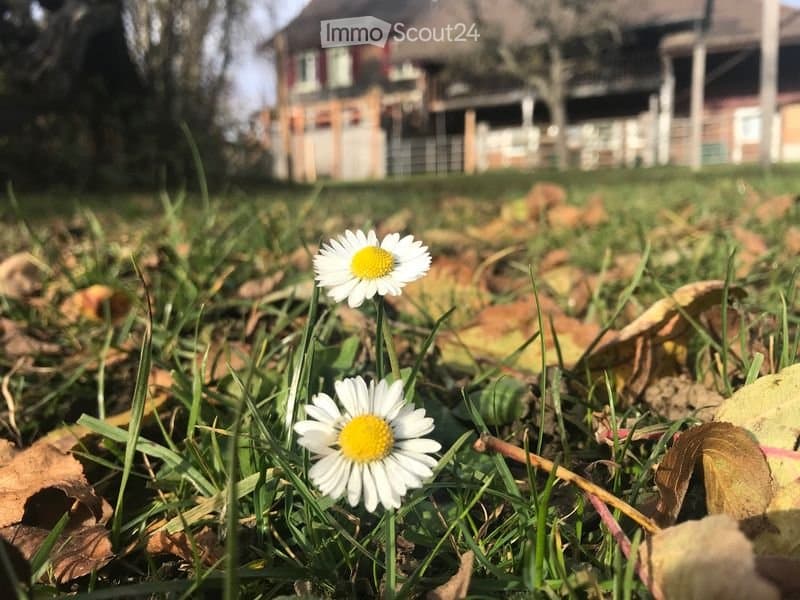 Vivere nel verde (1)