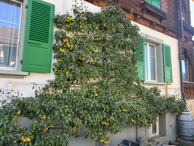 Frisch renovierte Dachwohnung (9)