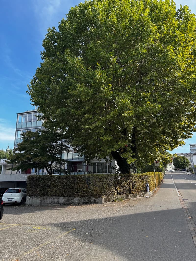Charmante 3-Zimmer-Wohnung an der Seidenstrasse in Brugg (3)