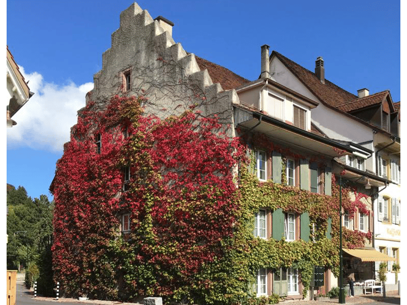 Multistory building with red and green leaves, white windows, brown roof