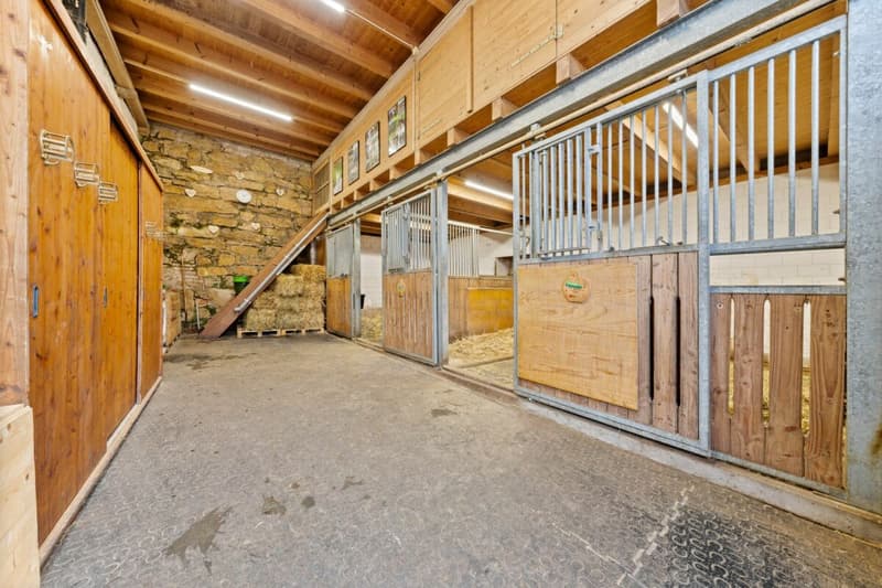 Der 66m2 grosse Pferdestall verfügt über zwei grosszügige Boxen mit 15,5m2 und 17,5m2 und einen breiten Stallgang. Der grosse Sattelschrank bietet sehr viel Platz für Ihr Equipment. Die Waschmaschine direkt im Stall ist  praktisch