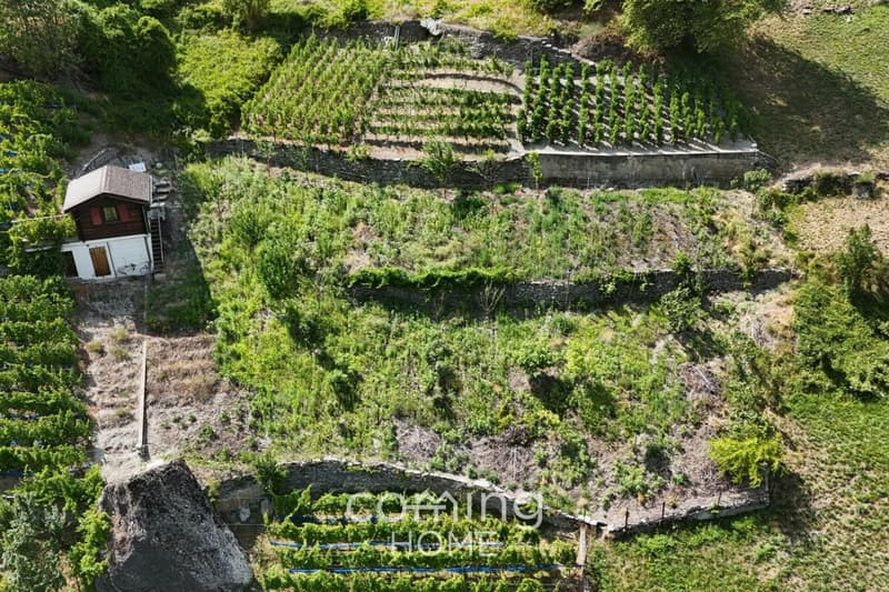 Rebparzelle mit Rebhaus in Stalden - Weinbau im Vispertal (3)