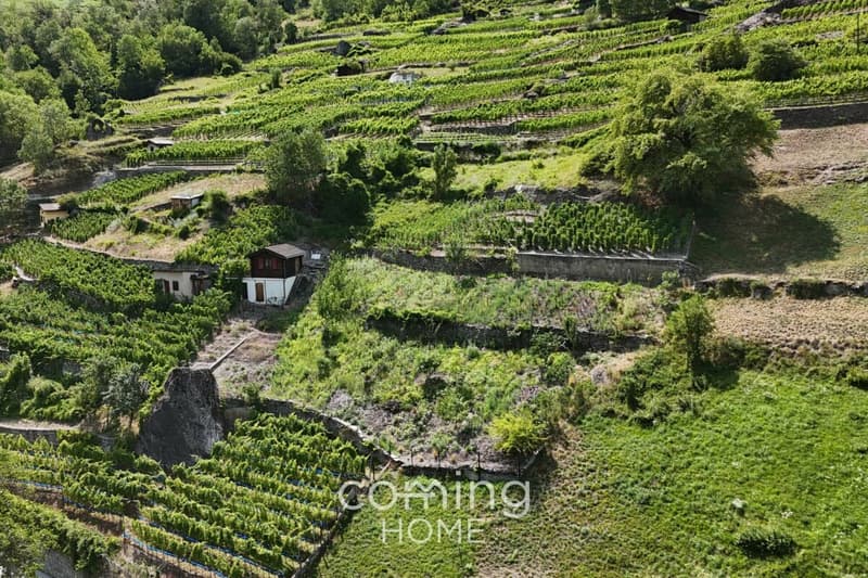 Rebparzelle mit Rebhaus in Stalden - Weinbau im Vispertal (2)