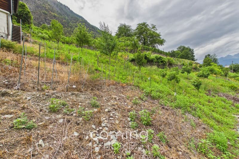 Rebparzelle mit Rebhaus in Stalden - Weinbau im Vispertal (9)