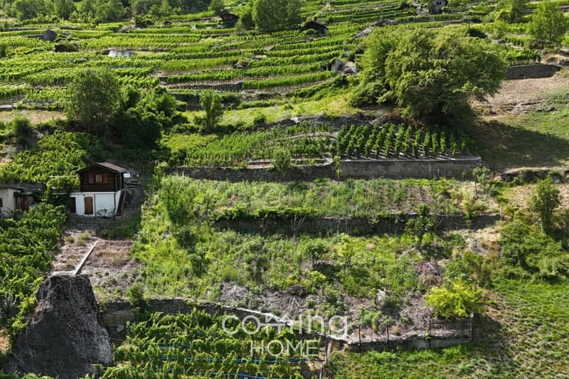 Rebparzelle mit Rebhaus in Stalden - Weinbau im Vispertal (4)