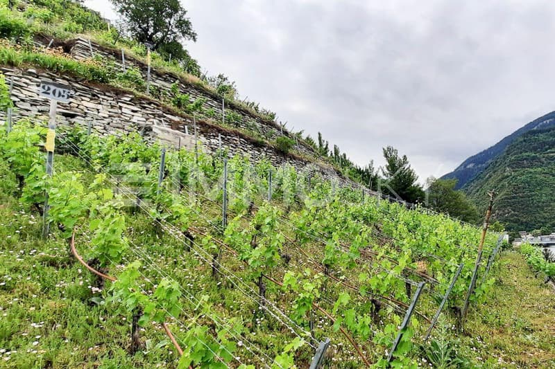 Au milieu des vignes