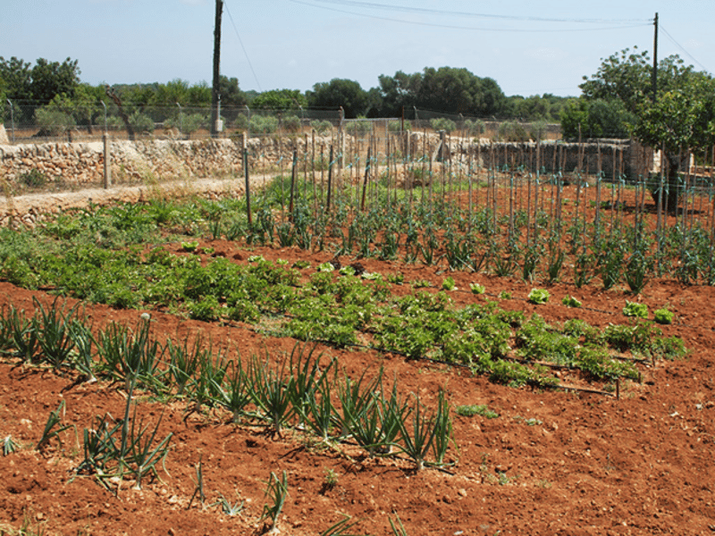 Agroturismo mit mehreren Gebäuden (lizenziertes FINCA - Hotel mit Rebberg) (4)