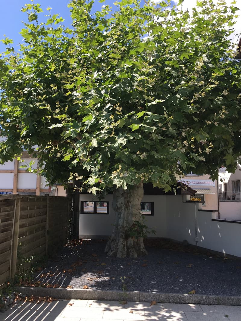 Large tree in the middle of the garden, surrounded by dried leaves, with a concrete sidewalk
