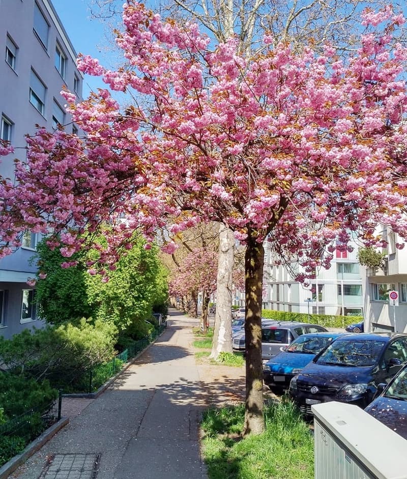 Locaux commerciaux à l'Oerlikonerstrasse 47 à Zurich (1)