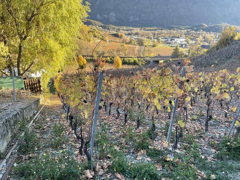 Au milieu de vignobles pittoresques (4)