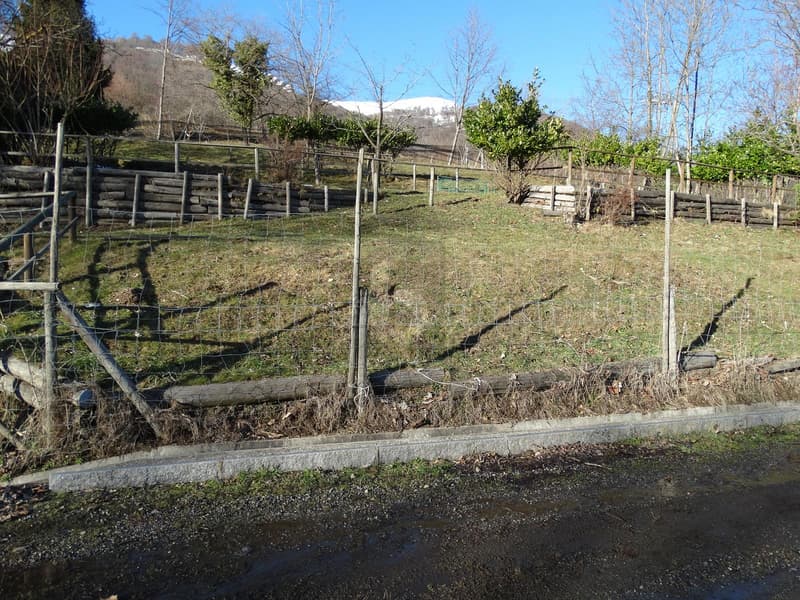 Pâturage pour chevaux (4)