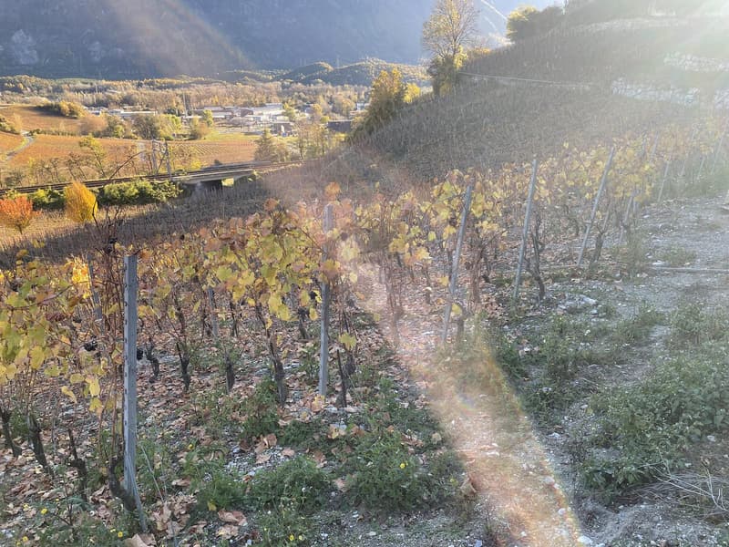 IN MITTEN MALERISCHER WEINBERGE (2)