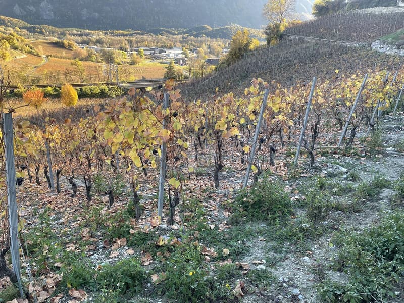 IN MITTEN MALERISCHER WEINBERGE (3)