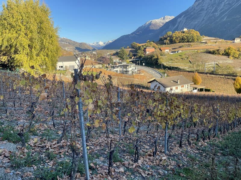 IN MITTEN MALERISCHER WEINBERGE (5)