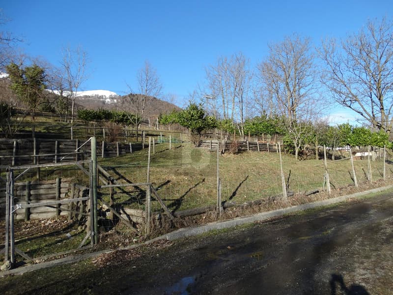 PRATO PER CAVALLI (1)