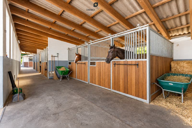 Solide Holz- und Metallbauweise, viel Tageslicht und ein geräumiger Stallgang: ein Stall, in dem sich gut arbeiten lässt.