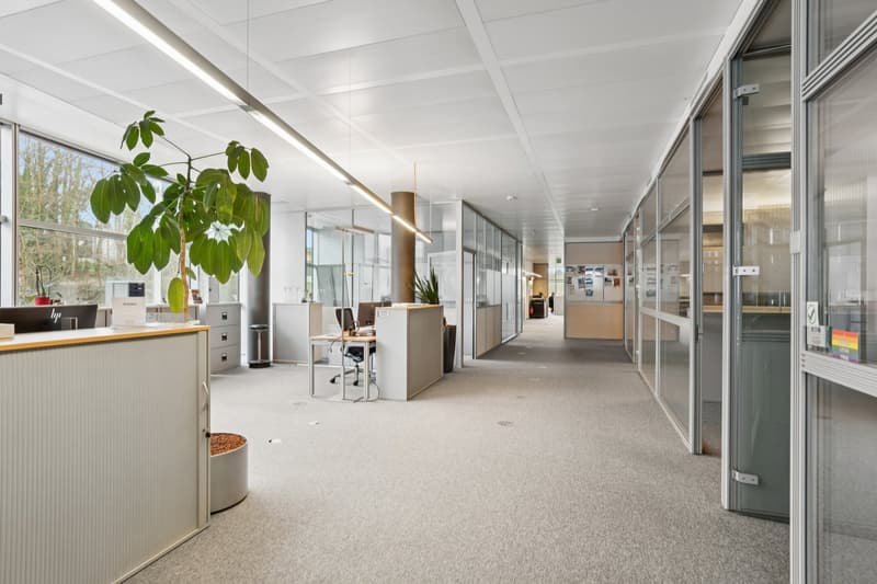 modern office space, glass walls, white ceiling, carpeted floor, large windows, office furniture, plants