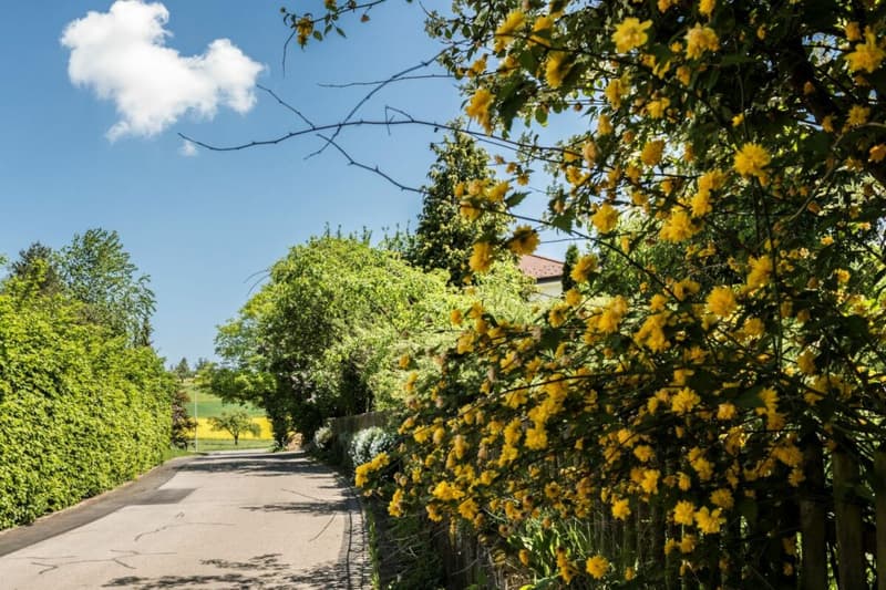 Habiter en harmonie avec la nature dans une maison individuelle (4)