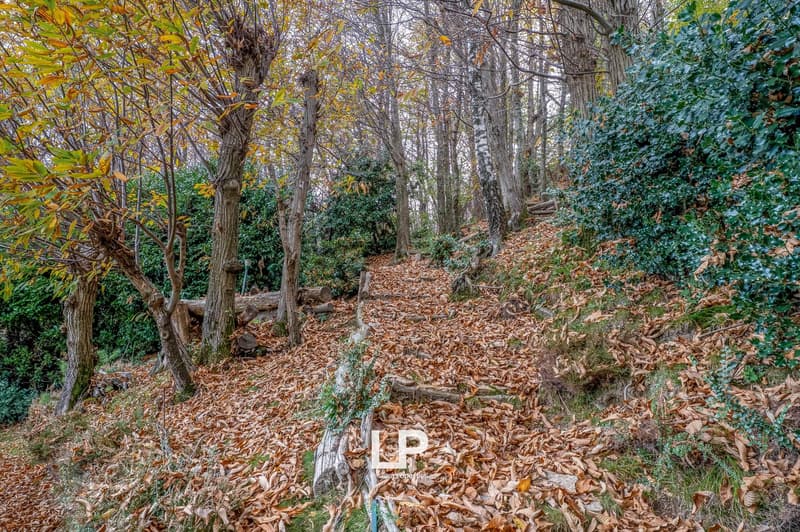 a path through the forest with many fallen leaves and trees with branches