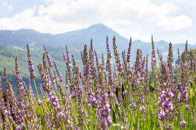 A plot of land amidst the mountains (12)