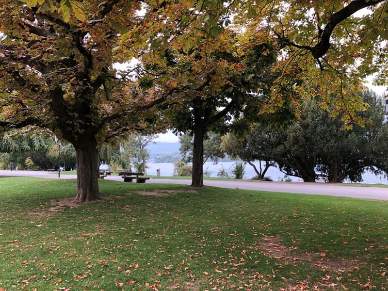 lush green trees, lake, walking path, benches, autumn leaves on the ground