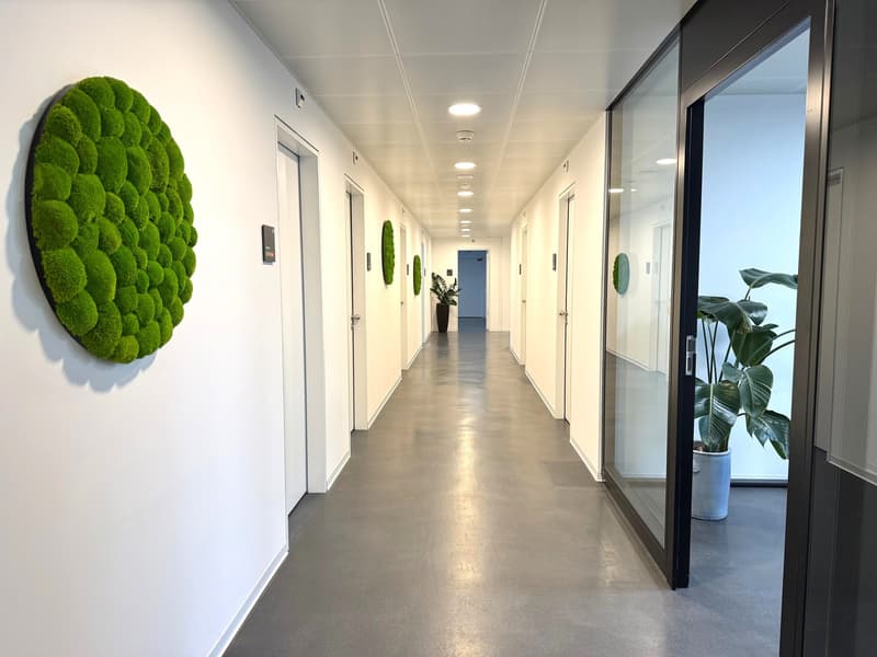 Bright and modern office hallway with white walls, concrete floors, and large windows. The hallway features round moss art pieces on the walls and a potted plant, creating a natural and calming atmosphere. The doors along the hallway suggest this is an of