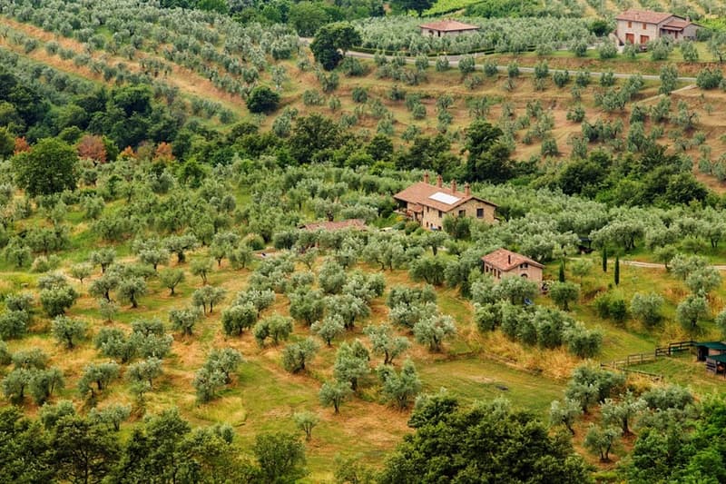 Propriété agricole charmante avec oliveraie à Sonnino (Latium, Italie) (5)