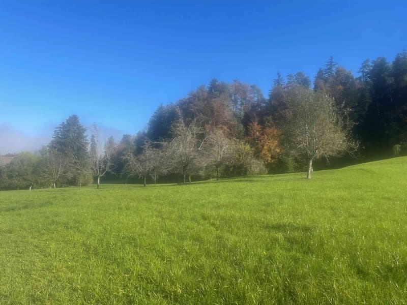 Dreamlike building land in the midst of nature in Wittenbach (2)