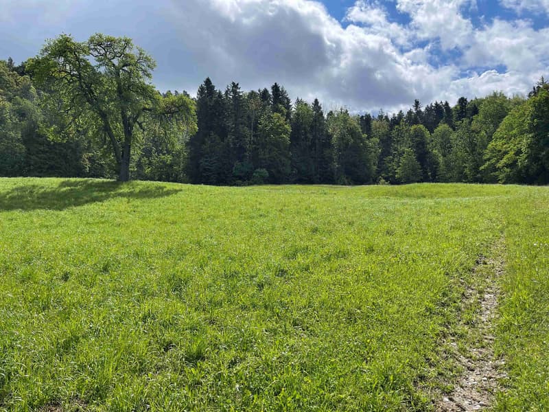 Dreamlike building land in the midst of nature in Wittenbach (4)